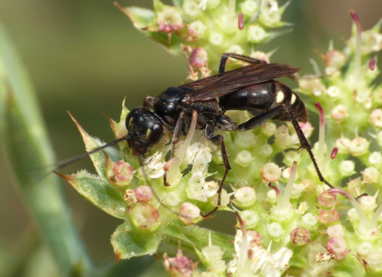 Pompilidae con macchie bianche